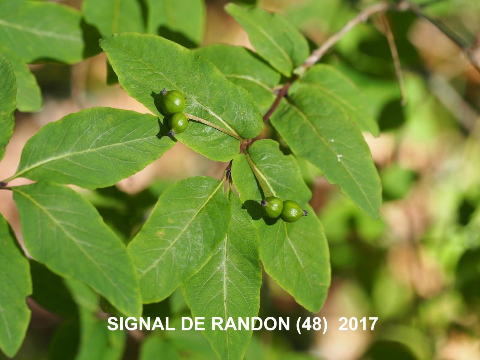 Honeysuckle, Black-berried